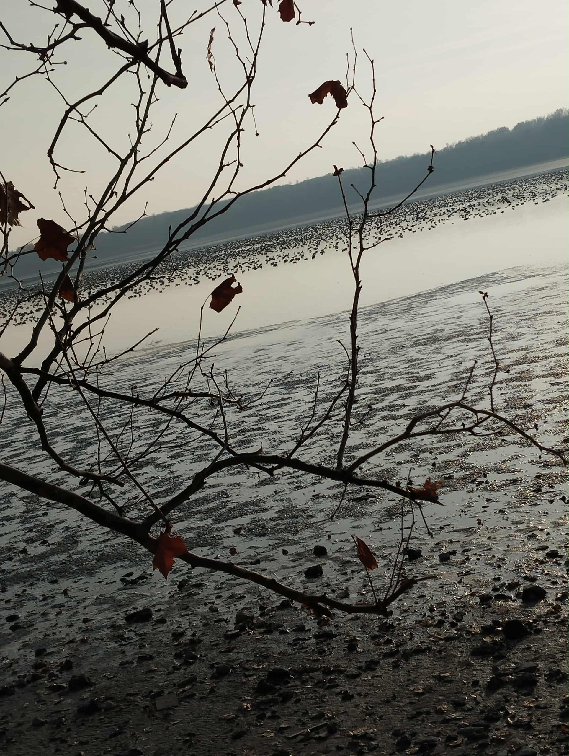 20251208-zsurnal-002