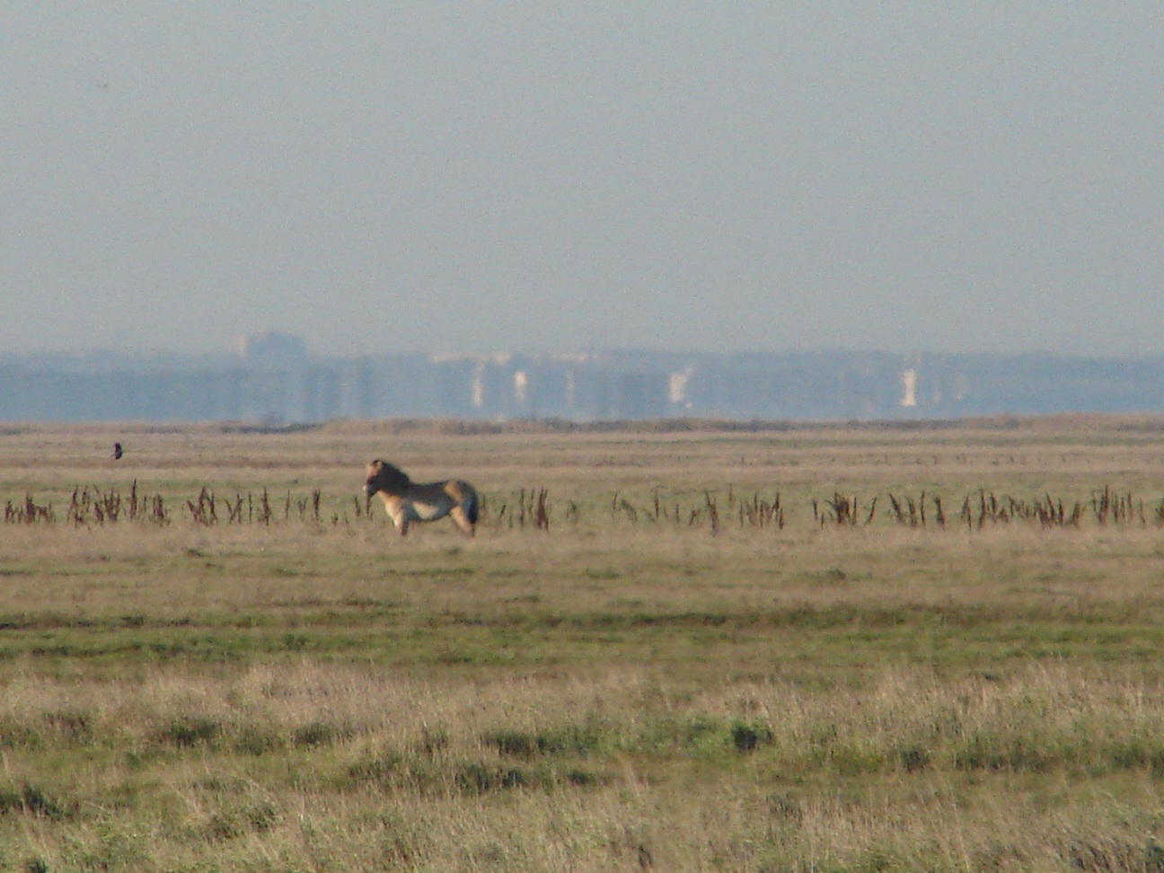20261003-zold-003